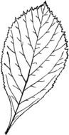 drawing a tree leaf