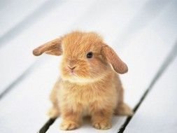 Clip art of Cute Baby Bunny