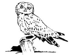 Girl Scout Owl Clip Art