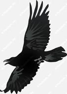 Crow Flying Drawing
