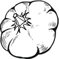 Pumpkin as an illustration