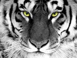 black and white photo of a tiger with yellow eyes