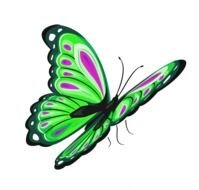 green, black and Pink Butterfly, Clip Art