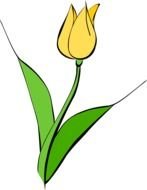 yellow tulip as picture for clipart