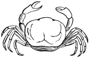 black and white crab as picture for clipart