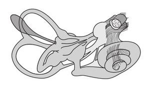 Clipart Search Results For Brain