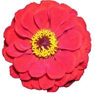 Flower Clip Art N404