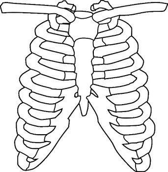 Rib Cage Clip Art N7