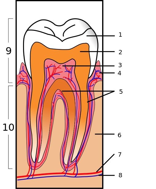 Tooth Extraction Clip Art N2