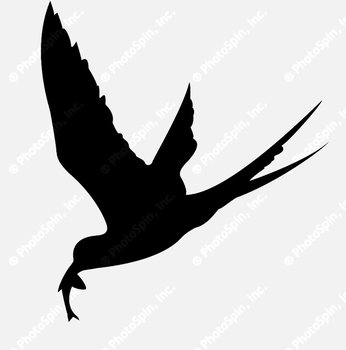 Bird Silhouette N13