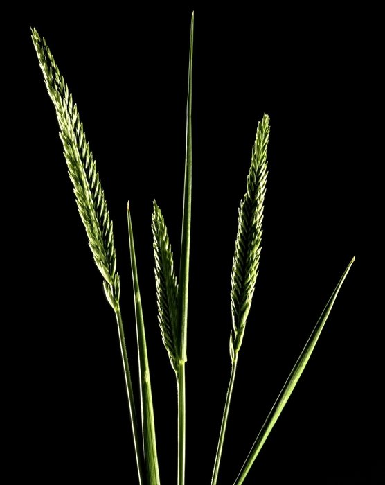 clipart of the Crested Wheatgrasses