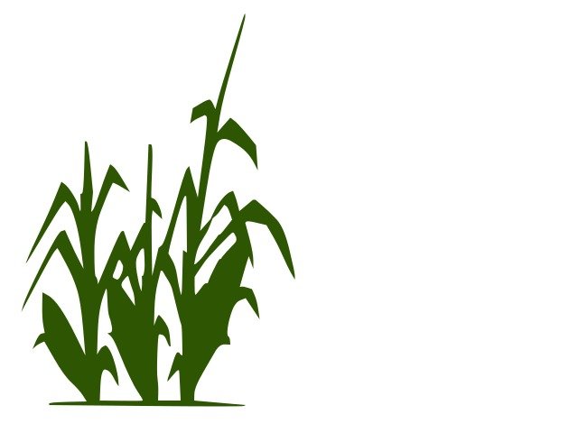 Corn Stalk Clip Art N54