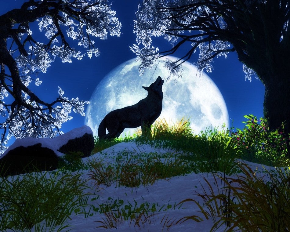 digital wallpaper with a wolf