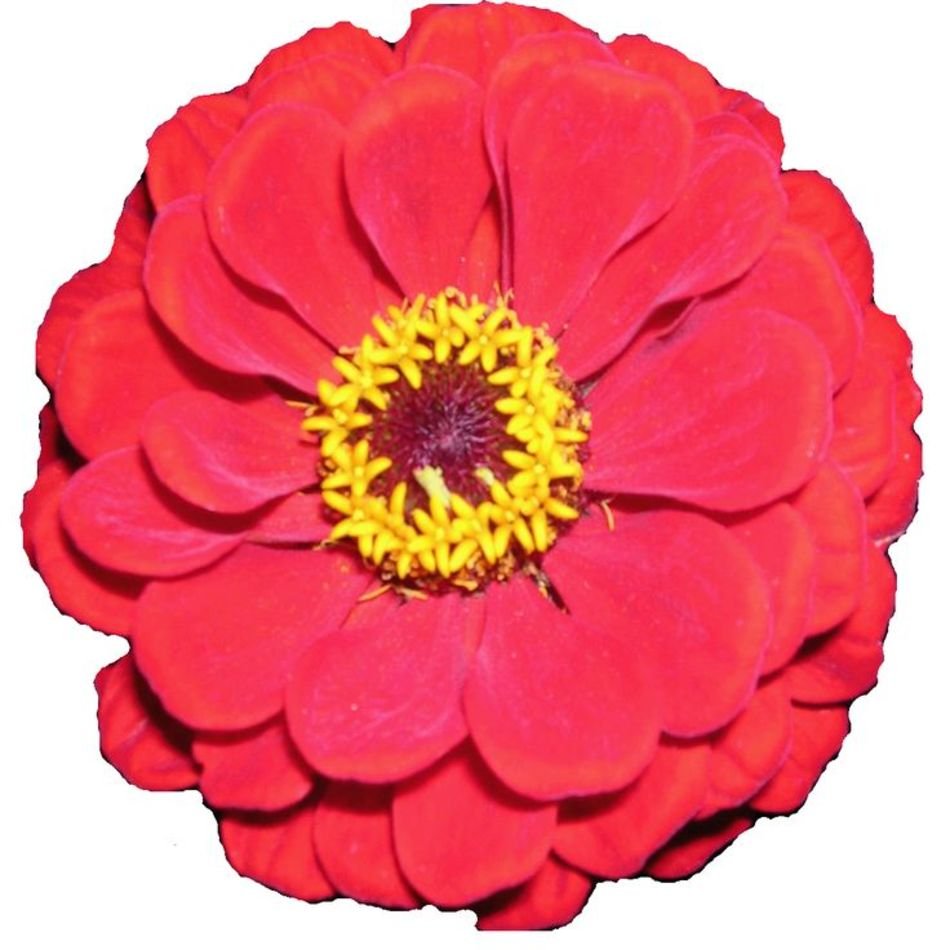 Flower Clip Art N404