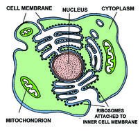 Plant And Animal Cell Diagram Labeled N2