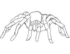 Black Widow Spider Coloring Pages