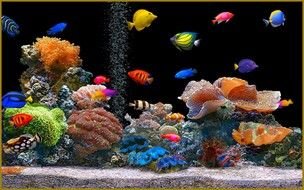 Tropical Fishes