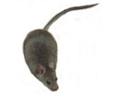 photo of a gray mouse on a white background