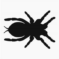 Spider Clip Art N61