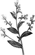 Toobacco Crops as a graphic illustration