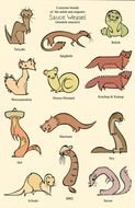 clip art with common weasel breeds