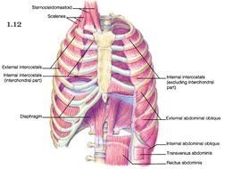 Rib Cage Muscle Pain