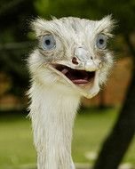 Cute Funny Animal Face N2