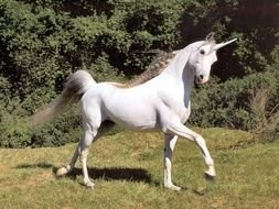 Real Unicorn Found