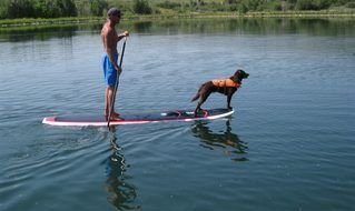 man and dog swim on a board on the river