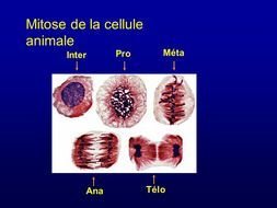 Mitose Cellule Animale drawing