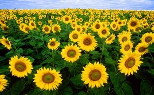 Picture of Sunflower field