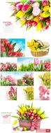flowers poster set drawing