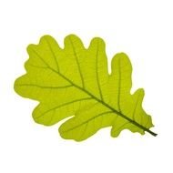Green Oak Leaf from the tree clipart