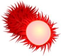 Rambutan Clip Art