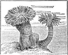 Sea Anemones drawing
