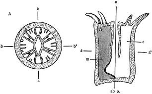 Sea Anemone Diagram as a drawing