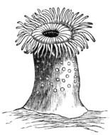 Sea Anemone flower drawing