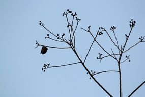 Tree With Branches No Leaves drawing