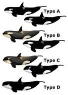 Orca Killer Whale N2