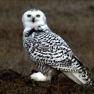 Snowy Owl N2