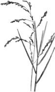 Meadow Spear Grass drawing