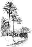 black and white drawing palm trees on an island