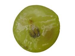 Fruits Grapes Berries drawing