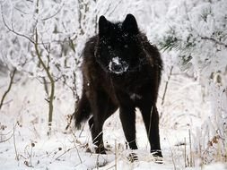 black wolf in the forest in winter