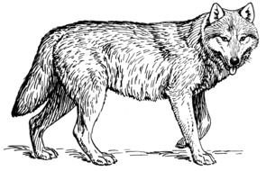 Black and white drawing of the walking wolf clipart