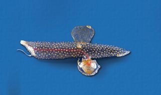Picture of Sea Snail