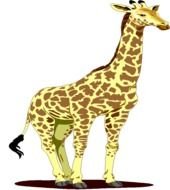 Giraffe Body drawing