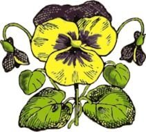 Pansy Flower Clip Art N12