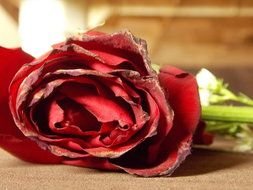 Wilted Flower By Friabrisa
