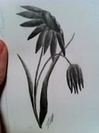 Wilted Flower Clip Art darwing